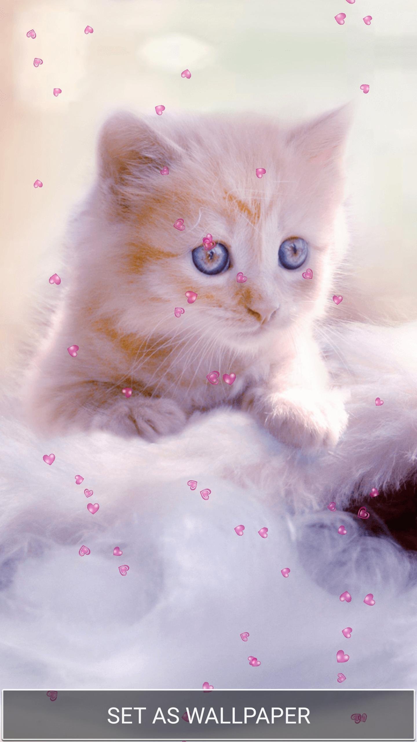 Anak Kucing Lucu Wallpaper For Android APK Download