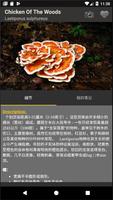 蘑菇追踪器 海报