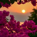 Bougenville FlowerHD Wallpaper APK