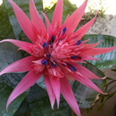 Bromelia FLowers Wallpaper HD APK
