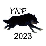 Yellowstone Wolves 2023