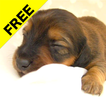 こいぬカレンダーFree  (子犬カレンダー)