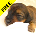 Puppy calendar Free icon