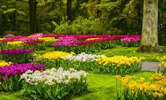Garden Photo Frames imagem de tela 1
