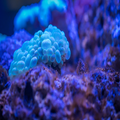 Coral wallpaper