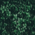 green wallpaper