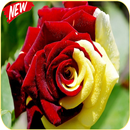 flower wallpaper hd full screen 🌹🌹-APK