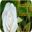 Beautiful Flowers Images Hd APK