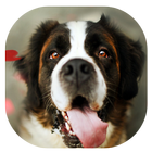 Dog Trainer иконка
