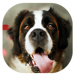 Dog Trainer