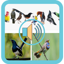 Complete Chirping Master Voice APK