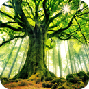 Tree HD Wallpaper APK