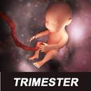 Trimester Of Pregnancy Tracker APK