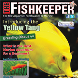 The Fishkeeper