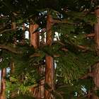 Redwoods 3D Live Wallpaper icône