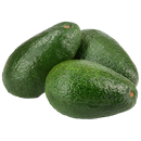 Pests and Diseases of Avocado APK