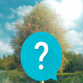 Bridgerton TV Show Trivia