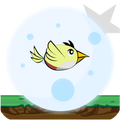 Bird Fly 2021