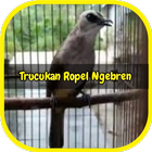 Kicau Trucukan Ngropel Ngebren أيقونة