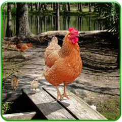 Hen Family Simulator APK download