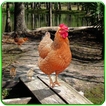 Simulateur de famille de poule: poulets doux