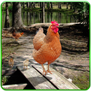Simulateur de famille de poule: poulets doux APK