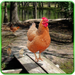 Hen Family Simulator