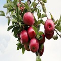 Apple health benefits