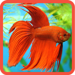 Betta Fish Wallpapers