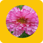 Beautifull Daisy Wallpapers HD-icoon