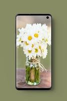 Beautifull Daisy Wallpapers HD-poster