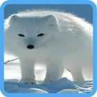 Best White Wallpapers HD-icoon