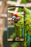 Bird Wallpapers ảnh chụp màn hình 2
