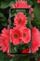 Daisy Wallpapers  HD পোস্টার