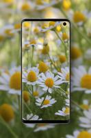 Daisy Wallpapers  HD স্ক্রিনশট 1
