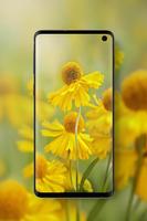 Daisy Wallpapers  HD স্ক্রিনশট 2