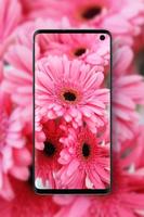 Daisy Wallpapers  HD স্ক্রিনশট 3