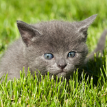 Gatti e gattini temi