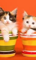 Cats and Kittens Themes bài đăng