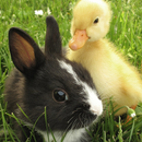Family Pets Wallpapers APK