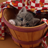Kittens And Cats Themes