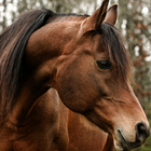 Chevaux Thèmes Fonds d'écran icône