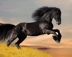 Horses Themes Wallpapers اسکرین شاٹ 3