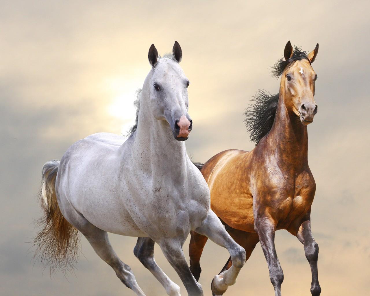 Лошадки п. Пара лошадей. Две лошади. Красивая пара лошадей. Две лошади бегут.