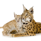 Wild Cats Wallpapers আইকন