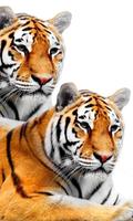 Wild Cats Wallpapers পোস্টার