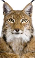 Wild Cats Wallpapers স্ক্রিনশট 1