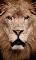 Wild Cats Wallpapers স্ক্রিনশট 2
