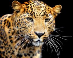 Wild Cats Wallpapers স্ক্রিনশট 3