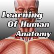 Learning Of Human Anatomy